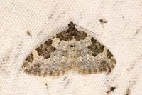 Xanthorhoe fluctuata
