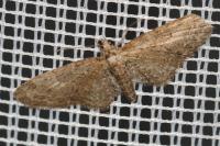 Eupithecia abbreviata