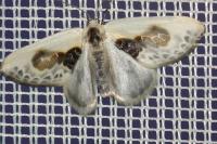 Cilix glaucata