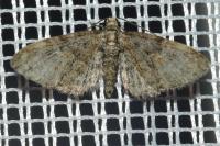 Eupithecia