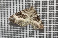 Epirrhoe alternata