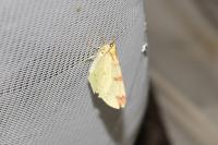 Opisthograptis luteolata