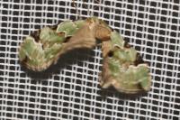 Colostygia pectinataria