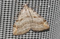 Aplocera efformata
