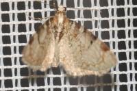 Eupithecia insigniata