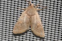 Orthosia cerasi
