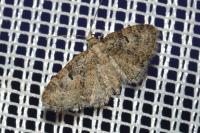 Eupithecia dodoneata