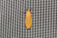 Wittia sororcula