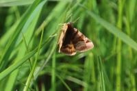 Euclidia glyphica