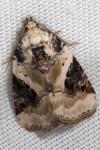 Pseudeustrotia candidula