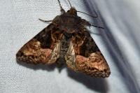 Euplexia lucipara