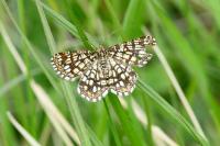 Chiasmia clathrata