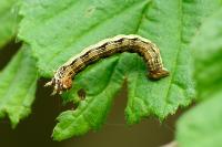 Erannis defoliaria
