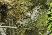 Paradarisa consonaria