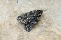 Acronicta rumicis
