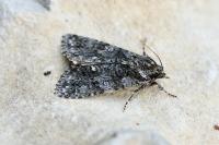 Acronicta rumicis