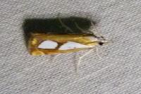 Catoptria pinella