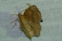 Cepphis advenaria