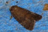 Rusina ferruginea
