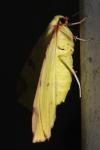 Opisthograptis luteolata