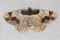 Ligdia adustata