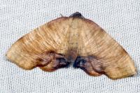 Plagodis dolabraria