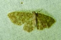 Hydrelia flammeolaria
