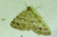 Macaria signaria