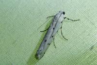 Myelois circumvoluta