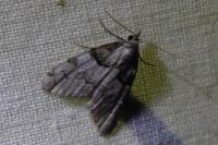Nola cucullatella