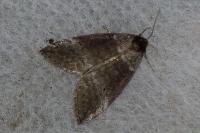 Ochropacha duplaris