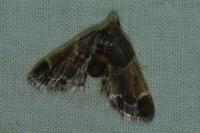 Pyralis farinalis