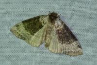 Tetheella fluctuosa