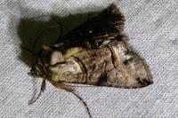 Abrostola tripartita