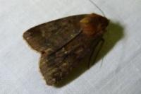 Rusina ferruginea