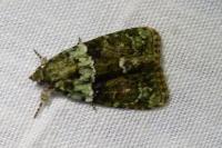 Cryphia algae