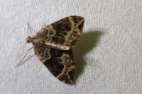 Ecliptopera silaceata