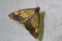 Evergestis limbata