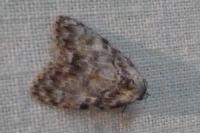 Meganola strigula