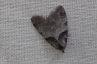 Nola cucullatella