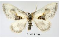 Cilix glaucata