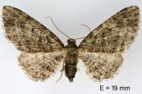 Eupithecia cocciferata