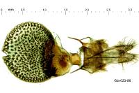 Eupithecia cocciferata