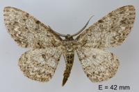 Hypomecis punctinalis