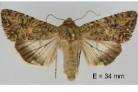 Anarta trifolii