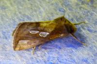 Plusia festucae