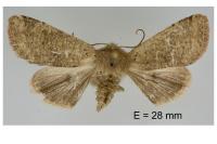 Orthosia cruda