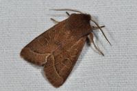 Orthosia cerasi