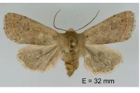 Orthosia cerasi