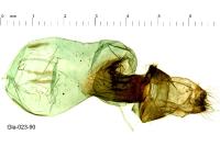 Orthosia cerasi